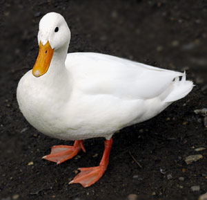 A Duck