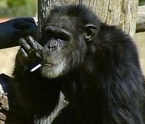 Charlie the Smoking Chimp