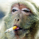 The Marlboro Monkey